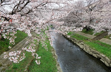 Romantic walkways under pink cherry blossoms ( Sakura Namiki ) along a small river bank in Fukiage City, Konosu, Saitama, Japan ~ Beautiful spring scenery of Japanese countryside during sakura season