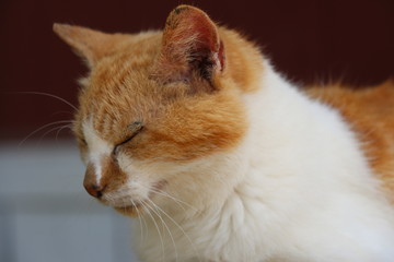 Katze