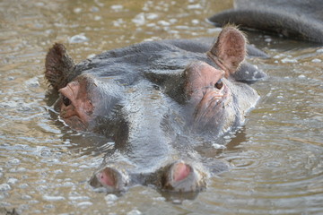 Hippo portrait