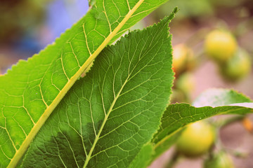 Horseradish leaves in a summer garden closeup. Retro style toned