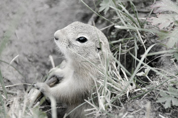 Gopher portrait in the wild