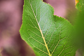 Horseradish leaves in a summer garden closeup. Retro style toned
