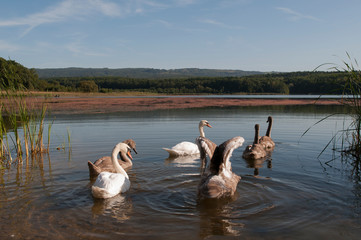 white swans on an autumn lake on a sunny day