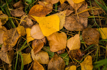 autumn. autumn leave. fallen leaves.Indian summer, mellow autumn, golden fall. Autumn leaves on the road. The bright leaves of the trees