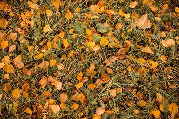 autumn. autumn leave. fallen leaves.Indian summer, mellow autumn, golden fall. Autumn leaves on the road. The bright leaves of the trees