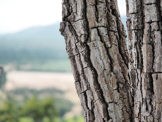 Bark of tropical tree
