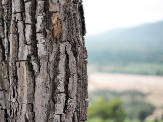 Bark of tropical tree