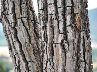 Bark of tropical tree