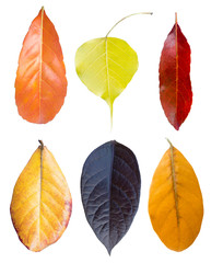 Fototapeta premium Collection of autumn dried leaves, isolated on white.