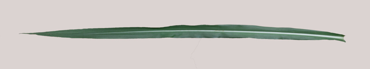 sugarcane leaf on isolated white background
