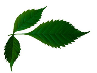 Green leaves on white background