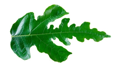 Green leaves on white background