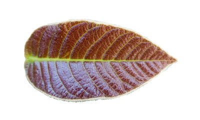 Dipterocarpus alatus leaves on a white background