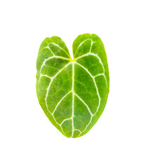 Single green taro leaf isolated on white background without shadow. Leaf green with heart shape