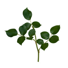 Green rose leaves isolated on white
