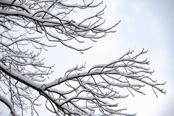 Fototapeta na wymiar snowed tree branches winter season
