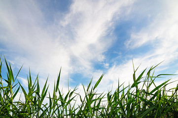 green grass and blue sky