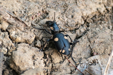 Dead Titanus giganteus beetle walking on a ground