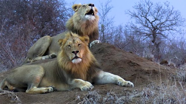 Two strong male lions roar and growl a warning early morning steady close up shot
