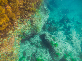 underwater sea bottom view