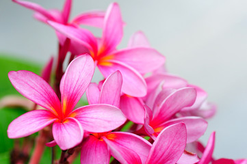 Obraz na płótnie Canvas pink plumeria flower