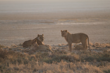 Lions at the rim of the Etosha pan, Namibia, Africa