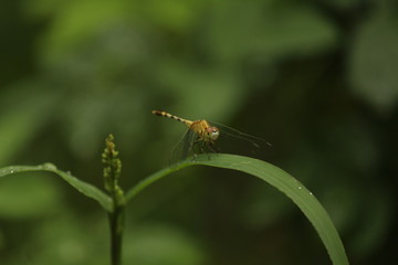 single yellow Dragonfly on the grass with blur background. close up shot of Dragonfly on the grass with green background