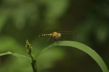 single yellow Dragonfly on the grass with blur background. close up shot of Dragonfly on the grass with green background