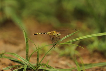 single yellow Dragonfly on the grass with blur background. close up shot of Dragonfly on the grass with green background