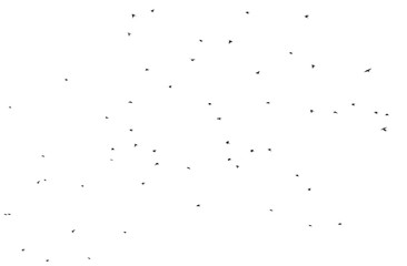 Flock of birds isolated on white background