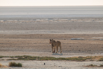 Lions at the rim of the Etosha pan, Namibia, Africa