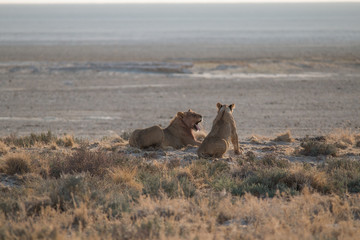 Lions in the sand dunes of the Etosha pan, Namibia, Africa