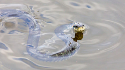 A snake swims in the expanse of water