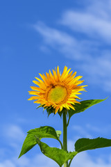 ヒマワリの花　Sunflowe　