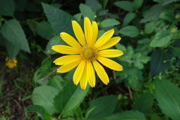 初夏の日本の菊芋の花