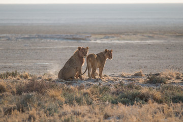 Lions in the sand dunes of the Etosha pan, Namibia, Africa