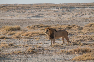 Naklejka na ściany i meble A male lion walking through the sand, Etosha national park, Namibia, Africa