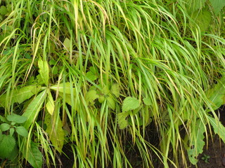 creeping and creeping green grass by the water