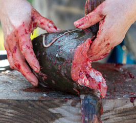 The head of a fish in bloody hands