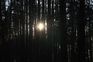 Fototapeta na wymiar The sun's rays break through the branches of trees in the forest at sunset