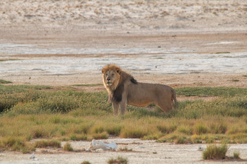A male lion walking through the sand, Etosha national park, Namibia, Africa