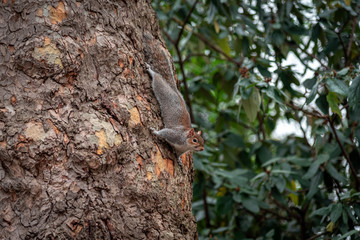 Funny and adorable squirrel climb on a tree while looking for food.