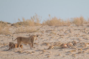 Lions in the sand dunes of the Etosha pan, Namibia, Africa