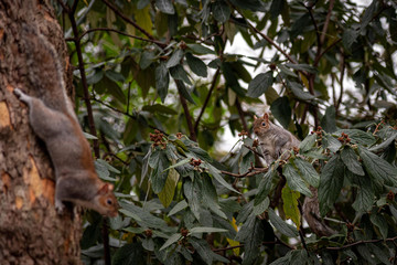 Funny and adorable squirrels climbed on a tree while looking at each other, one from the trunk and the other from a branch.