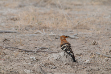 African hoopoe on the ground, Etosha national park, Namibia, Africa