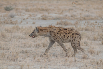 Obraz na płótnie Canvas Spotted hyena walking around, Etosha national park, Namibia, Africa