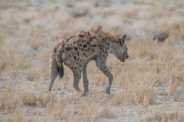 Naklejka na ściany i meble Spotted hyena walking around, Etosha national park, Namibia, Africa