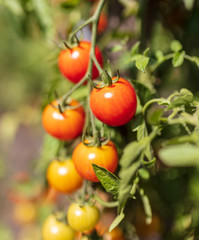 Ripe cherry tomatoes on a plant in the garden