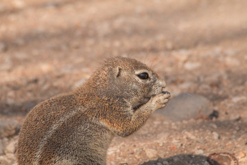 Naklejka na ściany i meble Cape ground squirrel in the Etosha national park, Namibia, Africa
