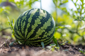Watermelon on a plant in the garden